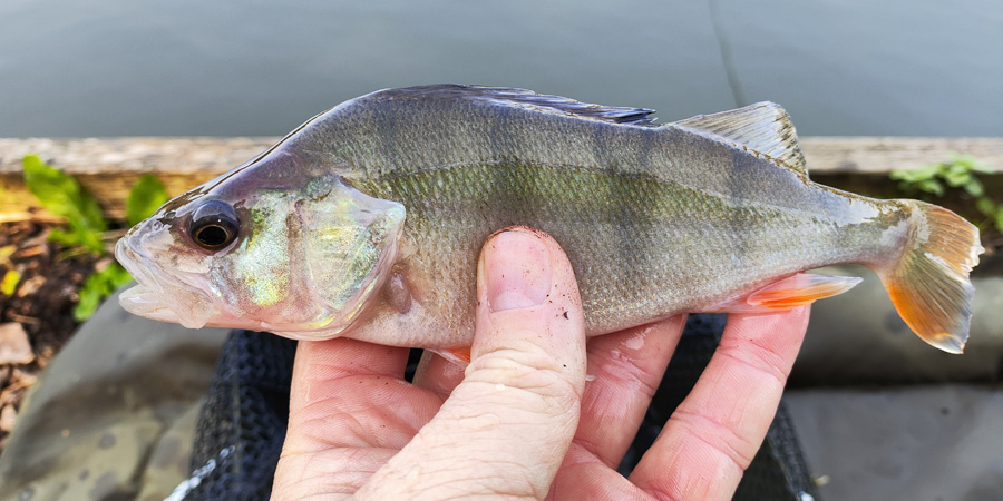 Man holding perch